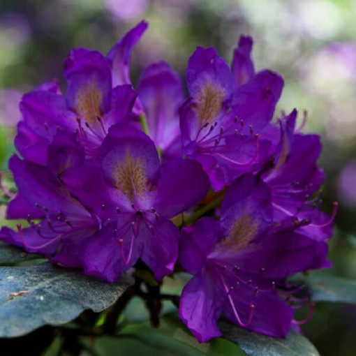 Rhododendron (Azalée) 'Blue Silver' P9/C1