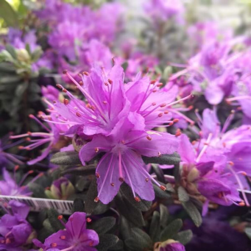 Rhododendron (Azalée) 'Blue Silver' P9/C1