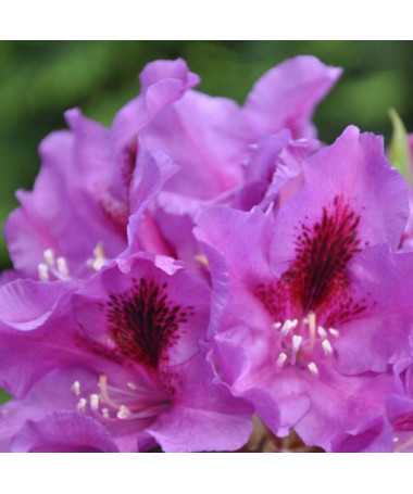 Rhododendron (Azalée) Azurro P9/C1