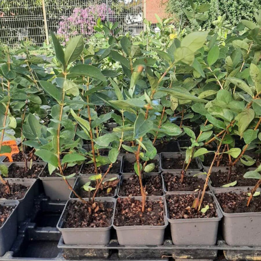 Baie de chèvrefeuille 'Tomi'