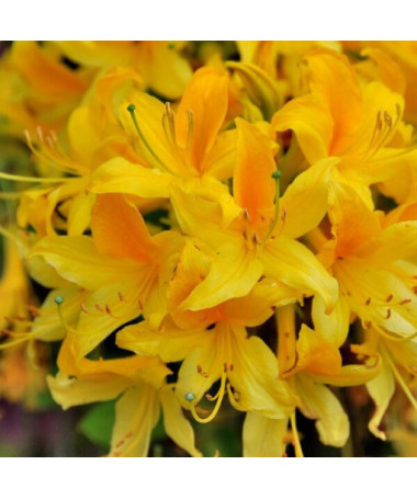 Rhododendron (Azalée) Anneke P9/C1