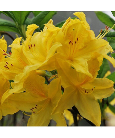 Rhododendron (Azalée) Anneke P9/C1