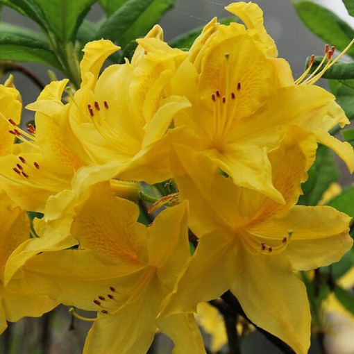 Rhododendron (Azalée) Anneke P9/C1