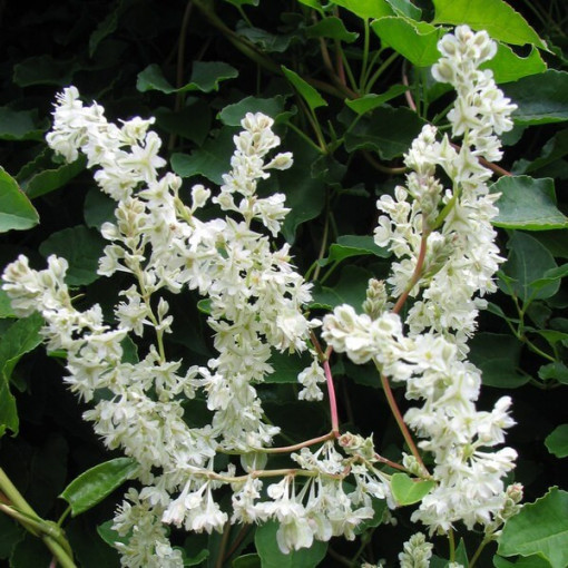 Polygonum d'Aubert P9/C1
