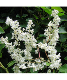 Polygonum d'Aubert P9/C1
