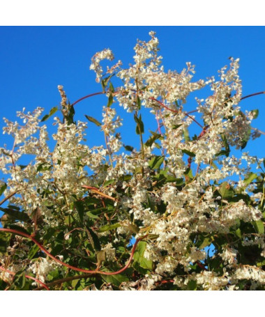 Polygonum d'Aubert P9/C1
