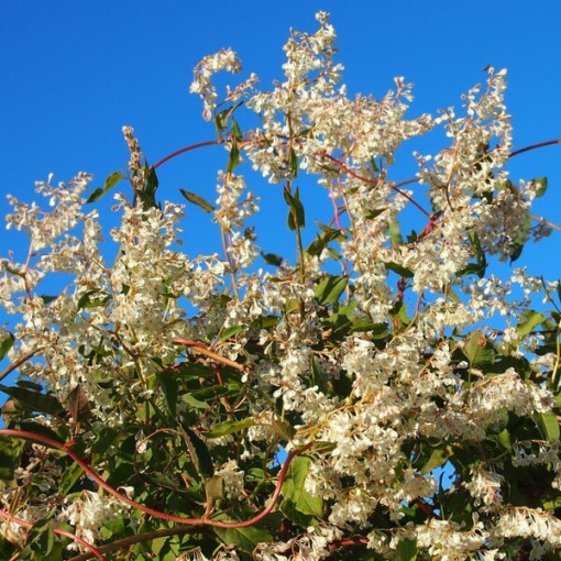 Polygonum d'Aubert P9/C1