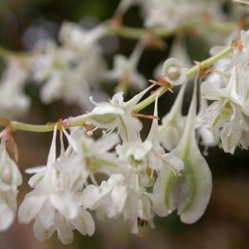 Polygonum d'Aubert P9/C1