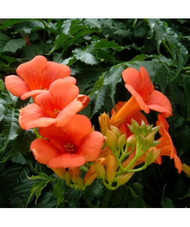 Vigne Trumpet américaine Gabor pot, 4l