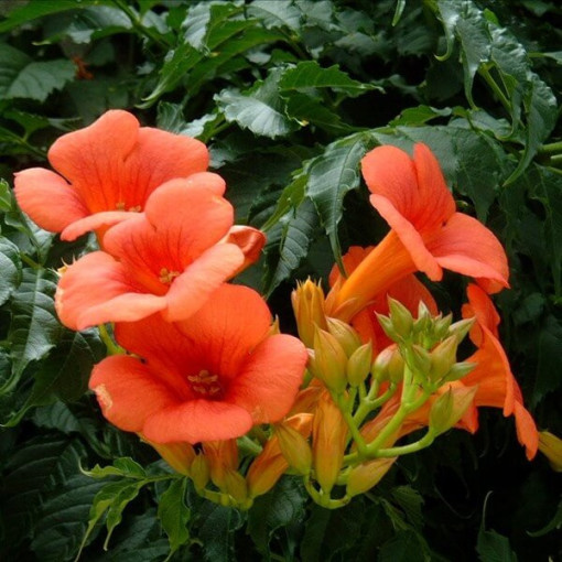 Vigne Trumpet américaine Gabor pot, 4l