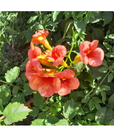 Vigne Trumpet américaine Gabor pot, 4l