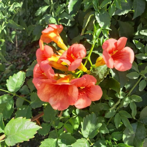 Vigne Trumpet américaine Gabor pot, 4l