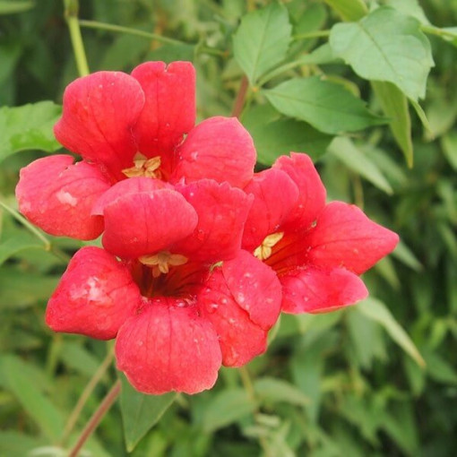 Vigne Trumpet américaine Gabor pot, 4l