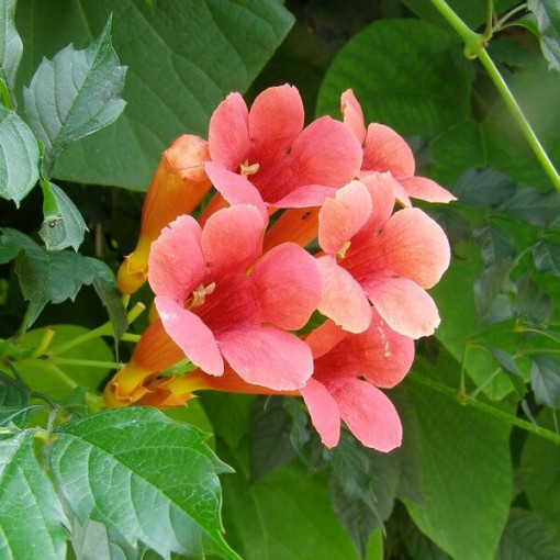 Bignone américaine (Campsis radicans) P9/C1