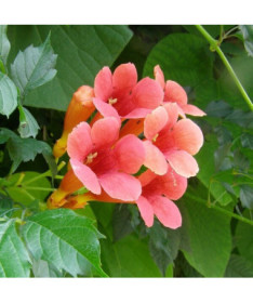 Bignone américaine (Campsis radicans) P9/C1