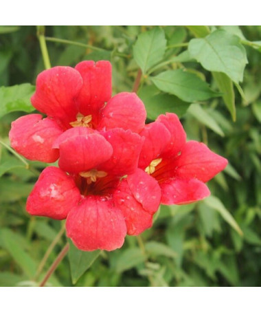 Bignone américaine (Campsis radicans) P9/C1