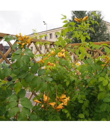 Vigne trompette américaine Judy pot, 4l