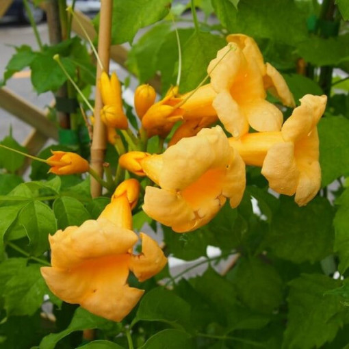 Vigne trompette américaine Judy pot, 4l