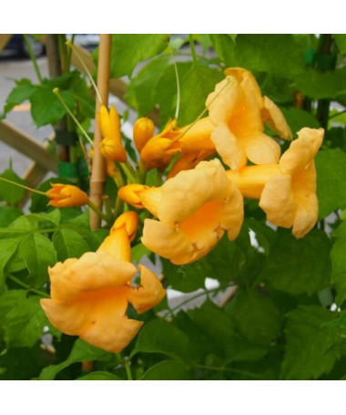 Vigne trompette américaine Judy pot, 2l