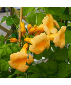 Vigne trompette américaine Judy pot, 2l