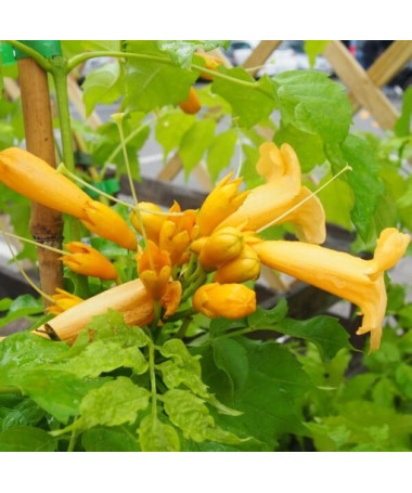 Vigne trompette américaine Judy pot, 2l