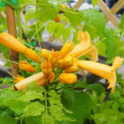 Vigne trompette américaine Judy pot, 2l