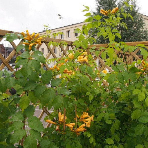 Vigne trompette américaine Judy pot, 2l