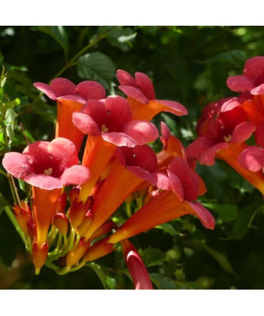 Fleur de trompette américaine Gabor pot 2L