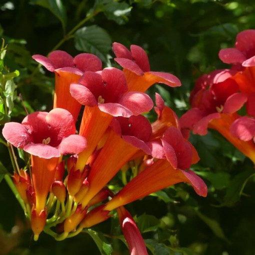 Fleur de trompette américaine Gabor pot 2L