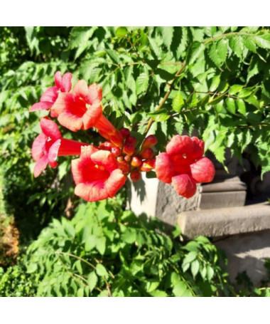 Fleur de trompette américaine Gabor pot 2L