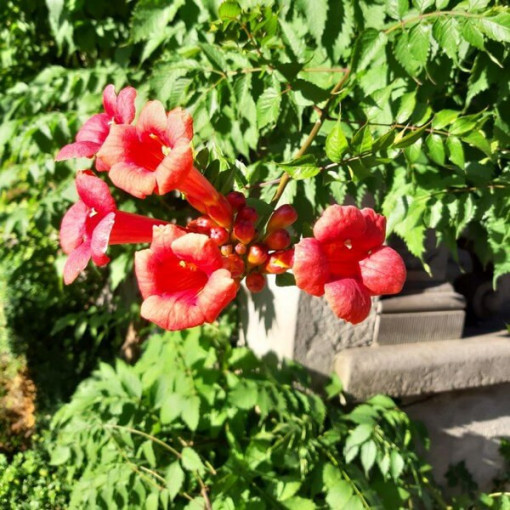 Fleur de trompette américaine Gabor pot 2L