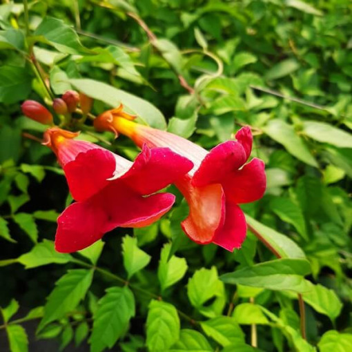 Fleur de trompette américaine Gabor pot 2L