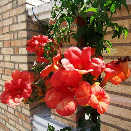 Fleur de trompette américaine Gabor pot 2L