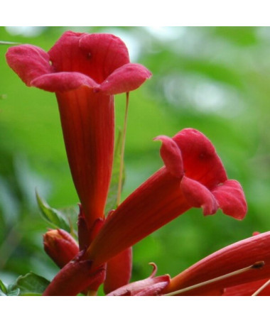 Fleur de trompette américaine Gabor P9/C1