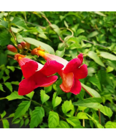 Fleur de trompette américaine Gabor P9/C1