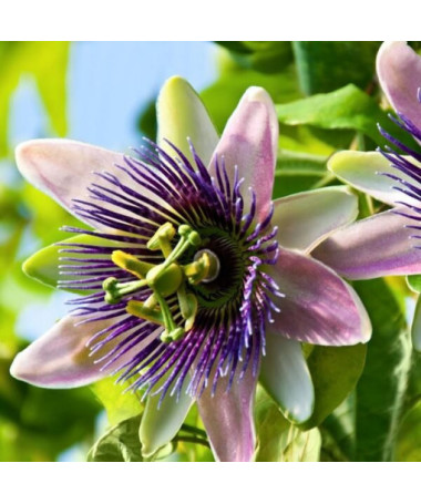 Passiflore (Passiflora) 'Purple Haze' P9/C1