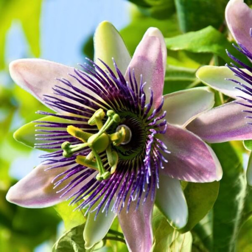 Passiflore (Passiflora) 'Purple Haze' P9/C1