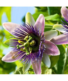 Passiflore (Passiflora) 'Purple Haze' P9/C1