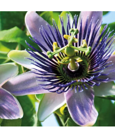 Passiflore (Passiflora) 'Purple Haze' P9/C1
