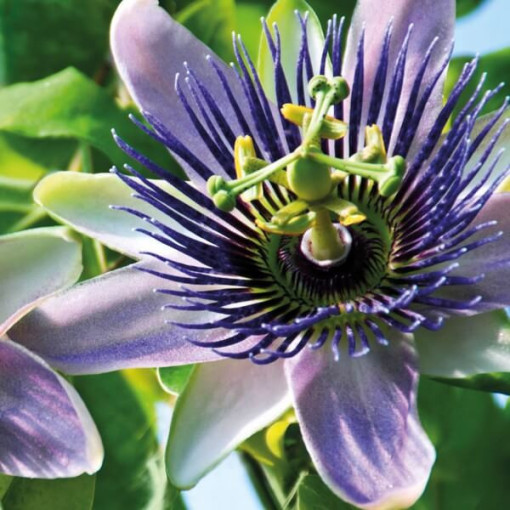 Passiflore (Passiflora) 'Purple Haze' P9/C1