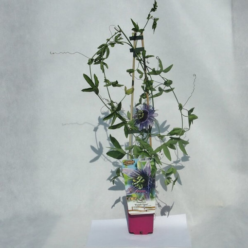 Passiflore (Passiflora) 'Purple Haze' P9/C1
