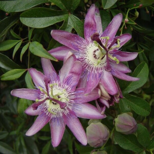 Passiflore (Passiflora) 'Violacea' P9/C1
