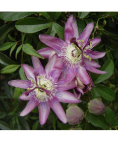 Passiflore (Passiflora) 'Violacea' P9/C1
