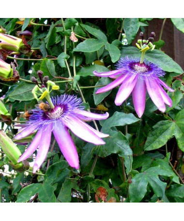 Passiflore (Passiflora) 'Violacea' P9/C1