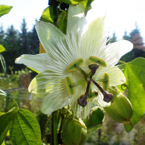Passiflore (Passiflora) 'Constance Elliott' P9/C1