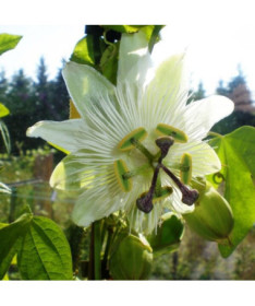 Passiflore (Passiflora) 'Constance Elliott' P9/C1