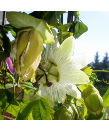 Passiflore (Passiflora) 'Constance Elliott' P9/C1