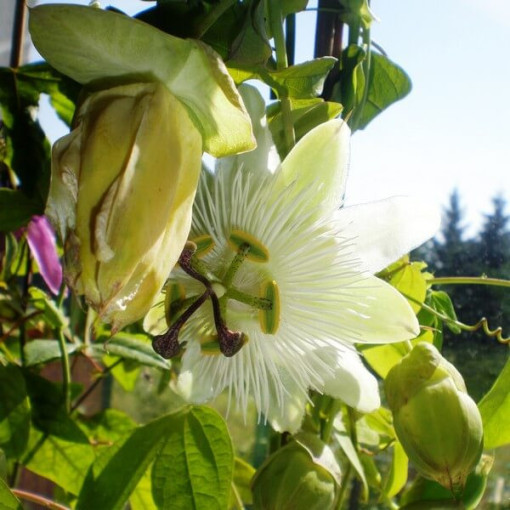 Passiflore (Passiflora) 'Constance Elliott' P9/C1
