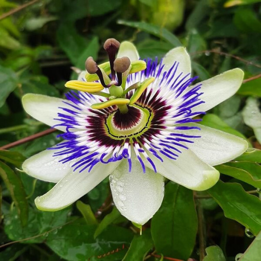Passiflore (Passiflora) 'Caerulea' P9/C1