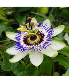 Passiflore (Passiflora) 'Caerulea' P9/C1